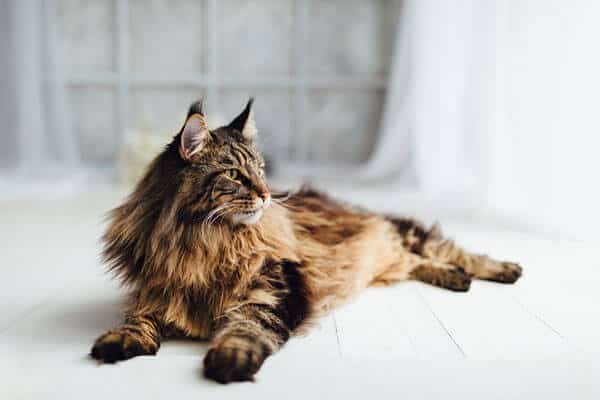 qual é o maior gato do mundo? maine coon deitado no chão olhando para o lado.