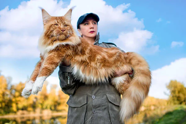 qual é o maior gato do mundo? mulher segurando um maine coon laranja.