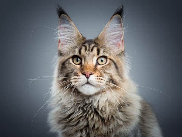 qual é o maior gato do mundo? maine coon olhando para a câmera.