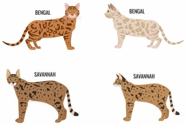 Raça de gato savannah e comparativo com o gato bengal.