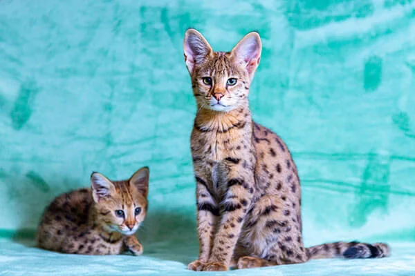 Gatos híbridos podem ser proibidos no Reino Unido