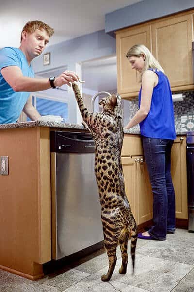 Raça de gato savannah e o gato mais alto do mundo.