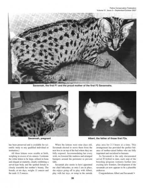história e gatos que deram origem à raça de gato savannah