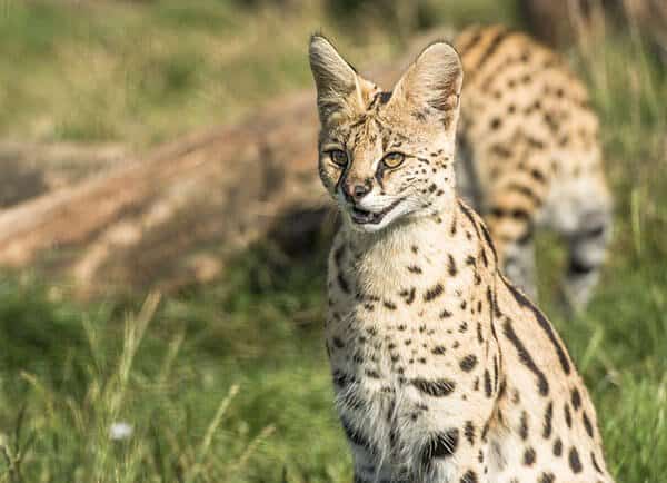 gato serval africano, espécie que deu origem à raça de gato savannah.