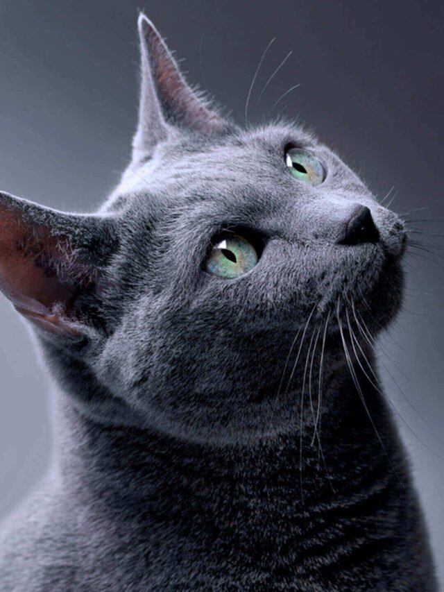 Raça de gato Azul Russo: saiba tudo sobre este felino