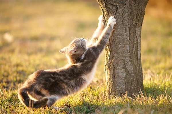 gato arranhando árvore e se alongando.