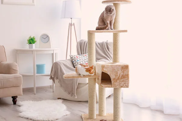 gatos utilizando arranhador em uma sala com duas poltronas.