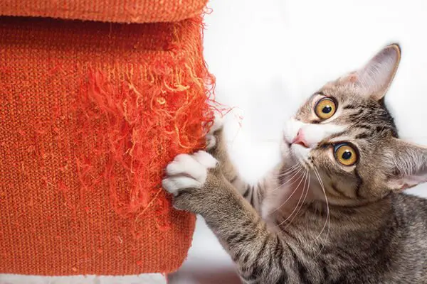 gato arranhando sofá de tecido vermelho. 