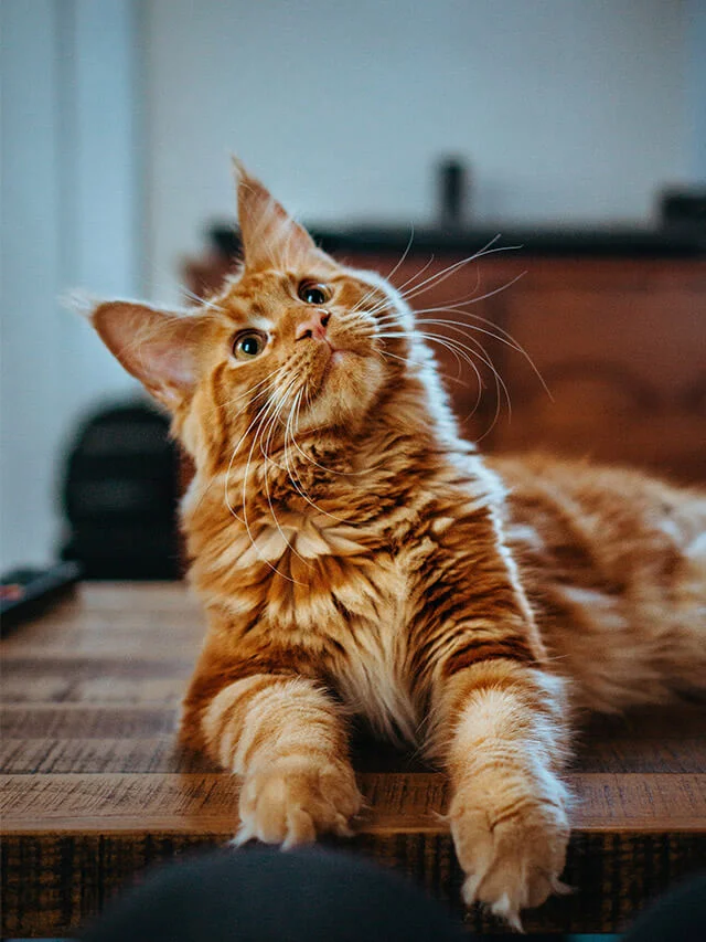 Maine coon: o maior gato do mundo cabe na sua casa?