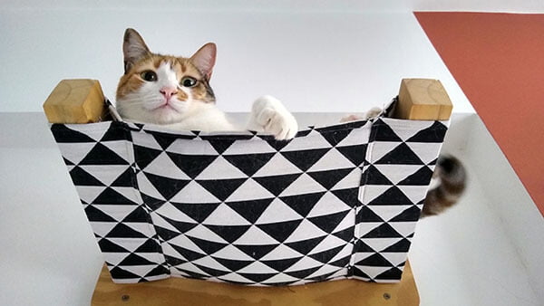 Gata tricolor deitada em uma rede de parede em um parquinho para gatos.