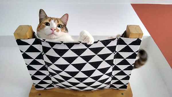 Parquinhos para gatos: o paraíso vertical para o seu felino 17 Gata tricolor deitada em uma rede de parede em um parquinho para gatos.