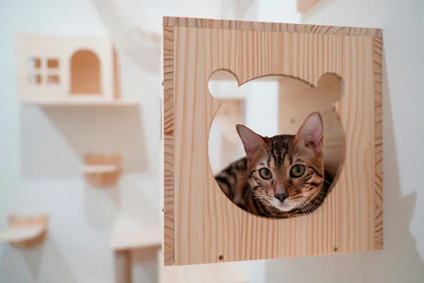 Parquinhos para gatos: o paraíso vertical para o seu felino 15 Gato rajado deitado em um nicho para gatos, em um playground.