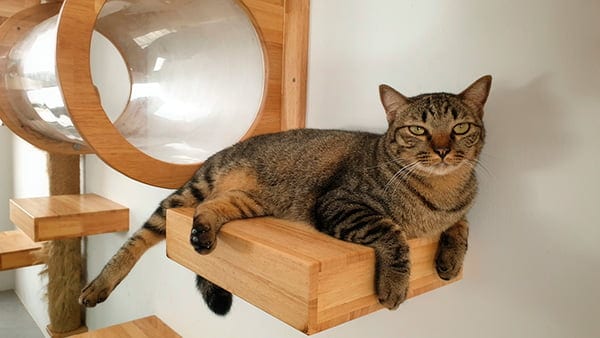 Gato rajado deitado em uma prateleira em um dos modelos de parquinhos para gatos.