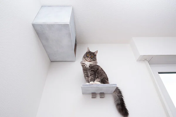 Parquinhos para gatos: o paraíso vertical para o seu felino 9 Gato cinza no alto de uma prateleira olhando para baixo.