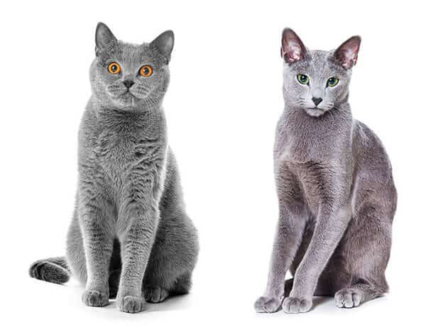 Gato britsh shorthair e raça de gato azul russo.