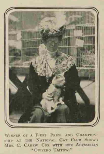 Raça de gato Azul Russo: conheça o felino que quase foi extinto 7 Constance Carew Cox, pioneira na criação da raça de gato azul russo.