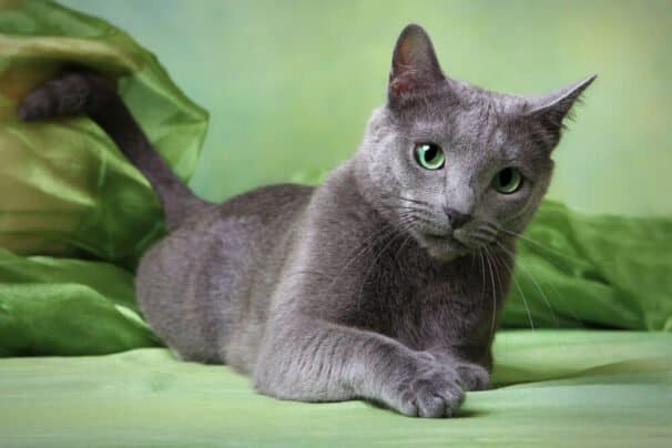 gatinho da raça de gato azul russo deitado.