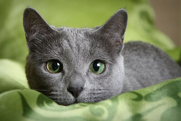 Raça de gato Azul Russo: conheça o felino que quase foi extinto 9 gato de olhos verdes, da raça de gato azul russo, deitado, olhando para a câmera