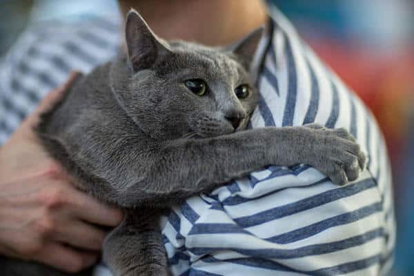 raca de gato azul russo personalidade