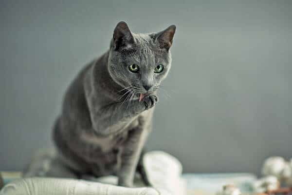 Raça de gato azul russo tomando banho.
