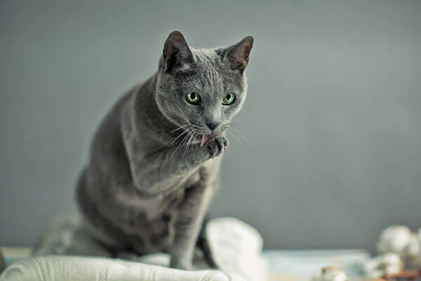 Raça de gato Azul Russo: conheça o felino que quase foi extinto 10 Raça de gato azul russo tomando banho.