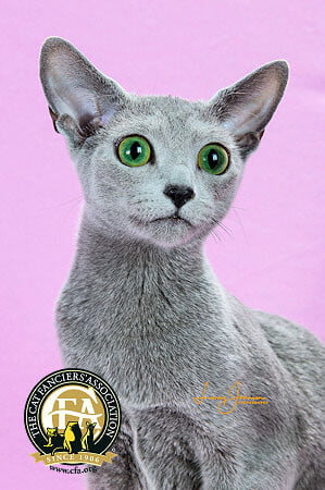Tylona's Diamond Lil, considerada o melhor gato da raça de gato azul russo.