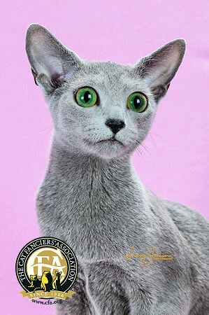 Raça de gato Azul Russo: conheça o felino que quase foi extinto 11 Tylona's Diamond Lil, considerada o melhor gato da raça de gato azul russo.