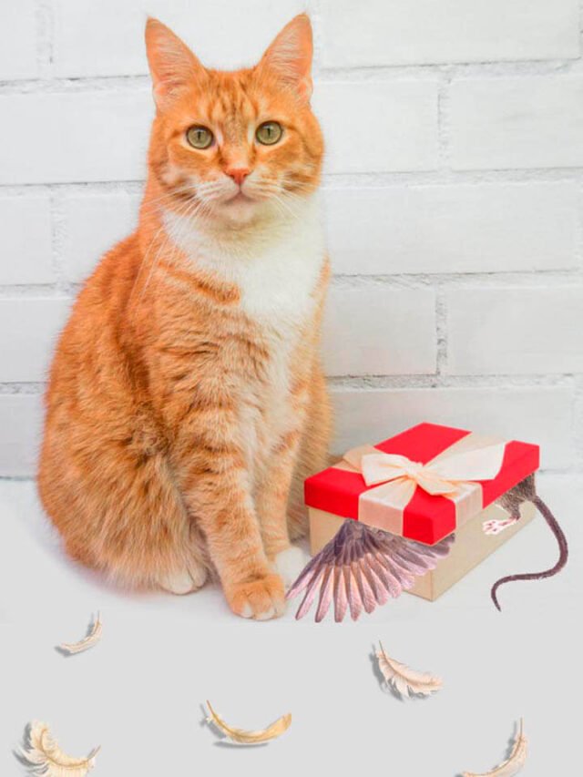 Por que os gatos trazem presentes para os donos?
