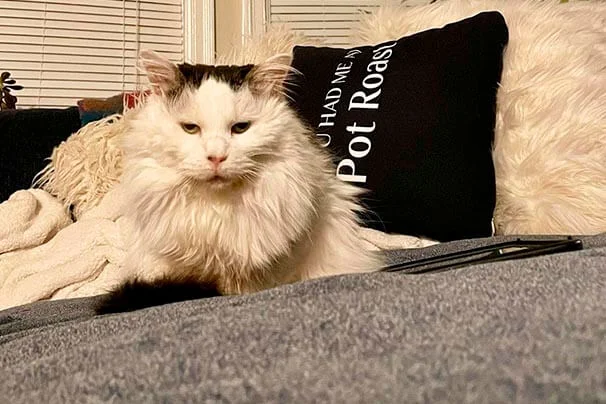 gata pot roast, famosa no tiktok