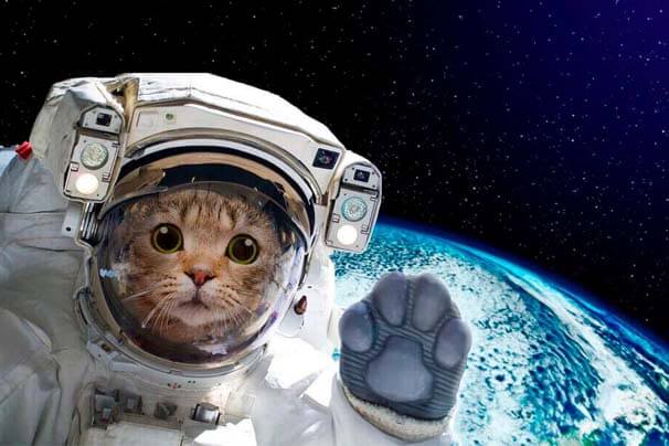gato astronauta no espaço