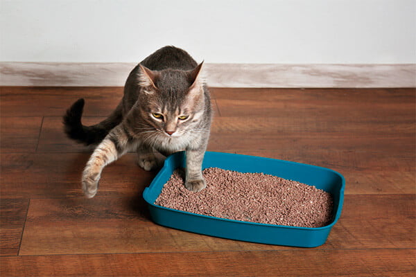 gato correndo usar caixa de areia