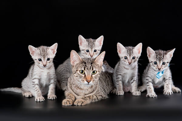 gato mau egípcio adulto à frente e ao fundo quatro filhotes. 