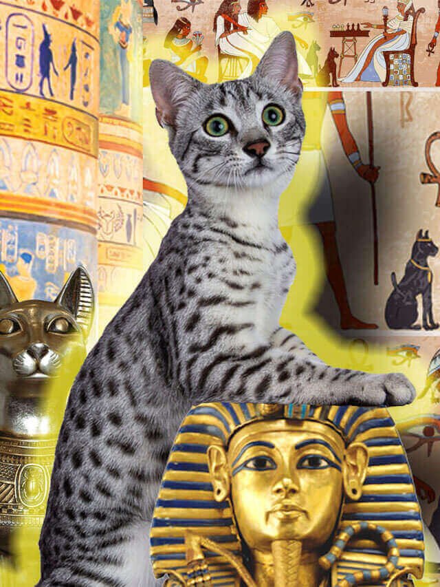 Mau Egípcio: conheça o gato amado pelos faraós