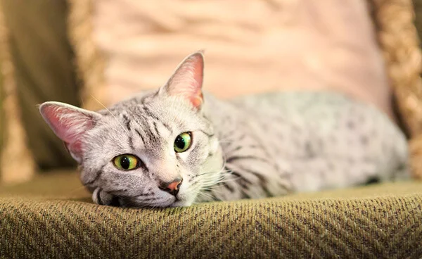 Gato Mau Egípcio foi o primeiro felino a se aproximar dos humanos? 5 gato mau egipcio pelagem