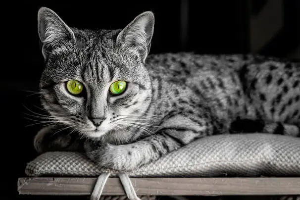 Gato Mau Egípcio foi o primeiro felino a se aproximar dos humanos? 2 gato mau egípcio deitado.