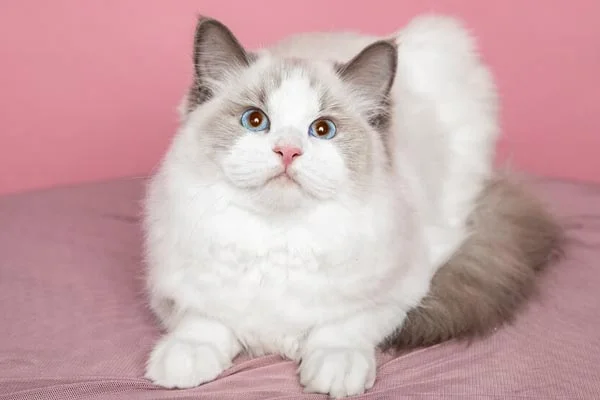 gato ragdoll fundo rosa