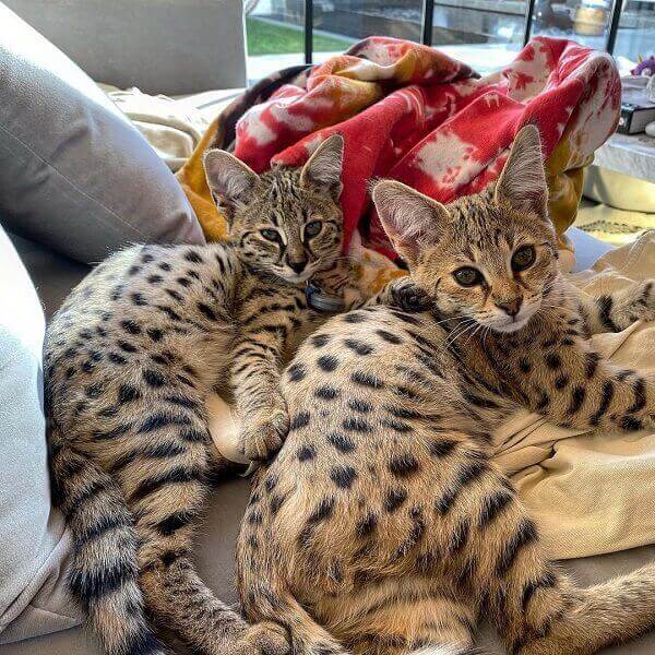 gatos savannah, que são gatos híbridos, que pertenceram a justin bieber 