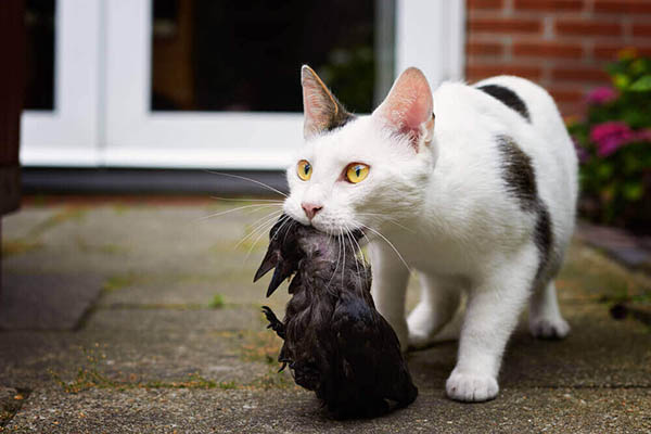 gato traz presente para o dono com uma ave na boca