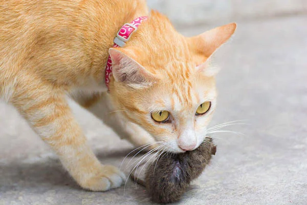 por que gatos trazem presentes como lidar
