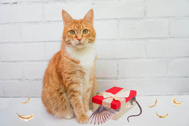 gatos trazem presentes para os donos