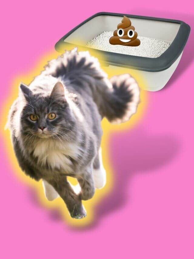 Por que o gato sai correndo após usar a caixa de areia?