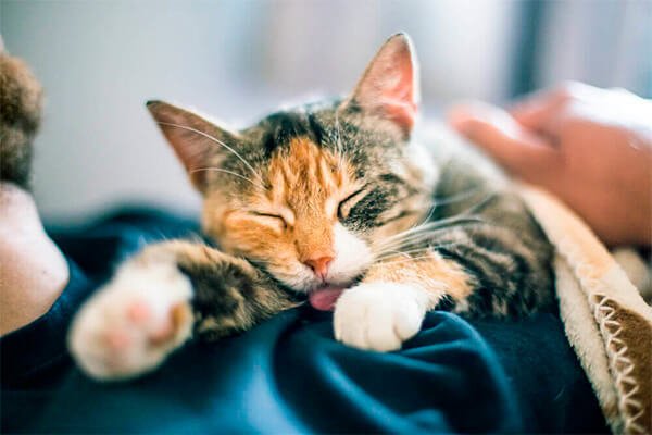 por que os gatos dormem tanto? gata tricolor dormindo com língua de fora