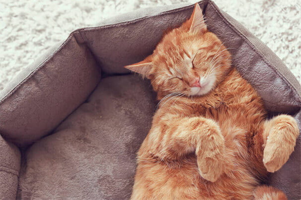 gato amarelo deitado em uma cama dormindo