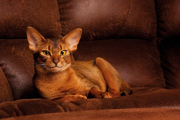 racas de gatos mais populares abissinio