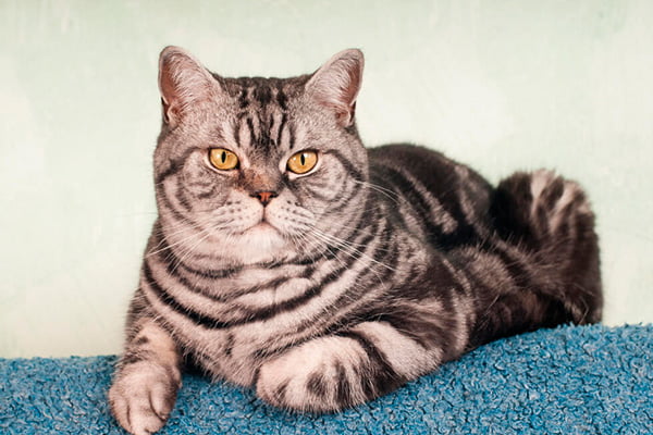 racas de gatos mais populares american shorthair