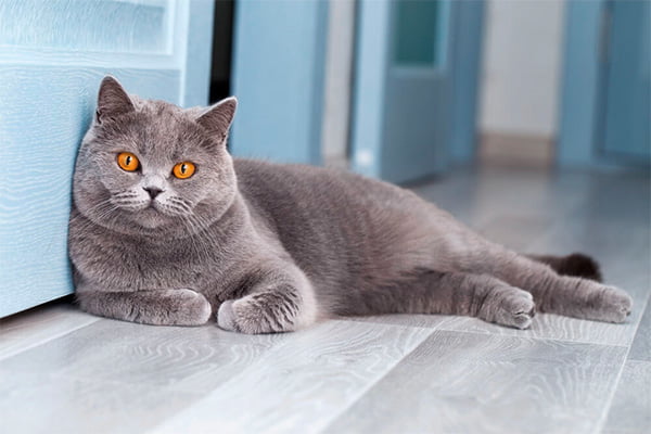 racas de gatos mais populares britsh shorthair