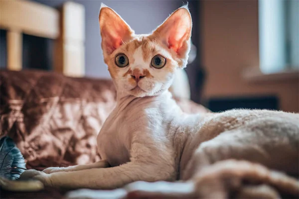 racas de gatos mais populares devon