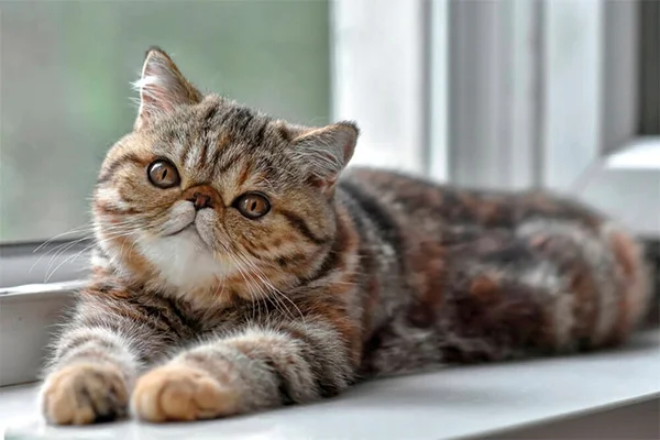racas de gatos mais populares