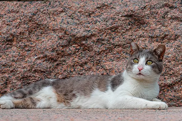 racas de gatos mais populares gato de companhia sem raca