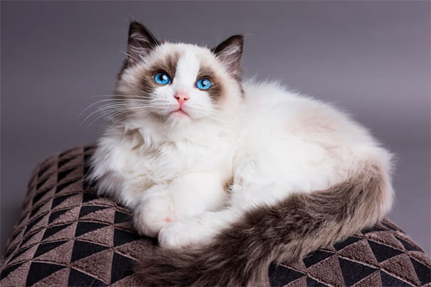 gato radgoll, uma das raças de gatos mais populares de 2021
